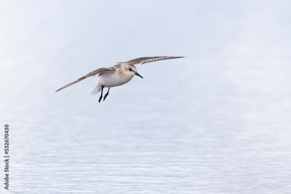 A sanderling (Calidris alba) in flight during fall migration on the beach. A sanderling (Calidris alba) in flight during fall migration on the beach.