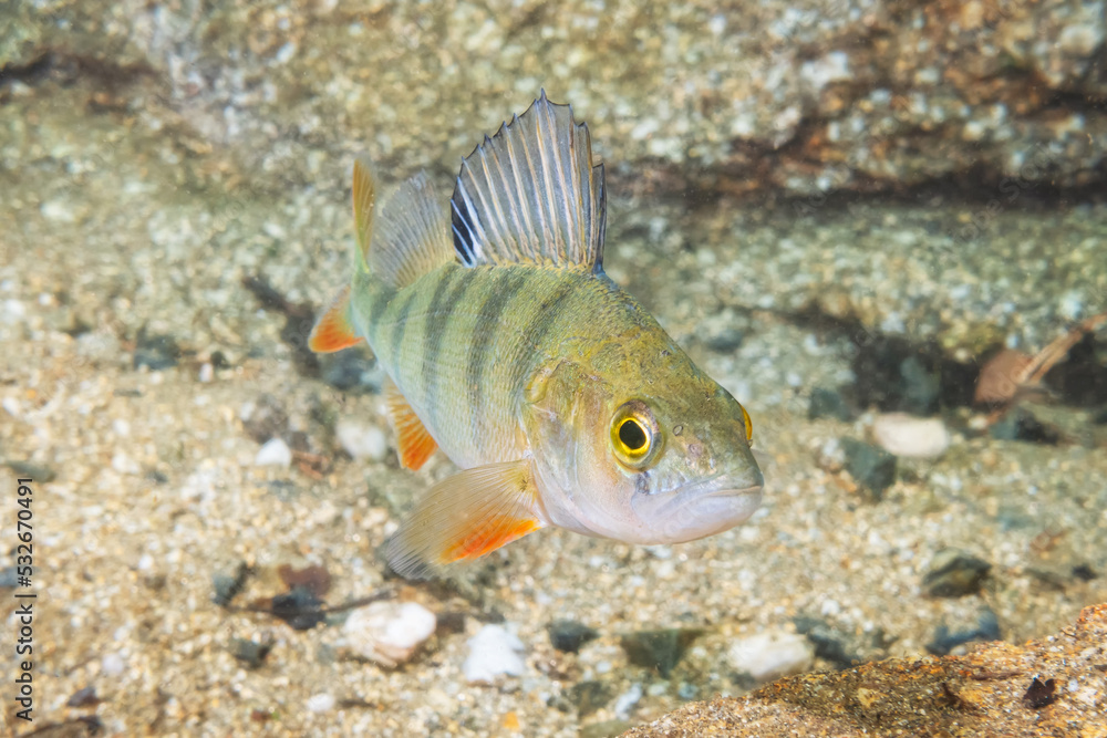 Obraz premium European Perch (Perca Fluviatilis), Quarry Lake, Czech Republic