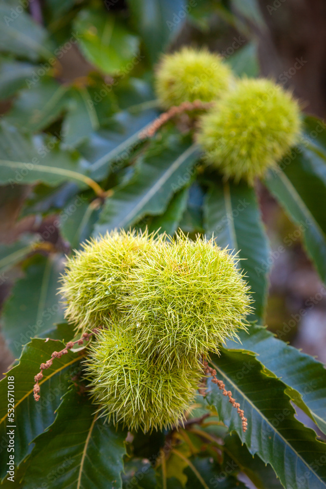 chestnuts ripening on a chestnut tree chestnuts ripening on a chestnut tree