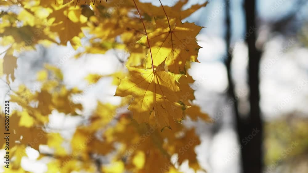 Romantic autumn. Sunny day. Nature beauty. Yellow tree leaves in sunshine rays trembling on wind blur background slow motion. Romantic autumn. Sunny day. Nature beauty. Yellow tree leaves in sunshine rays trembling on wind blur background slow motion.