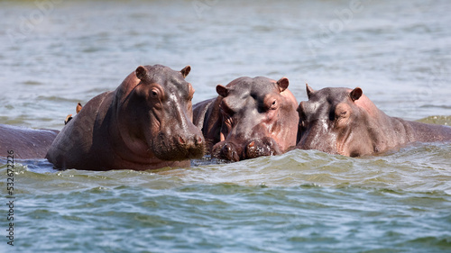 Flusspferde am Sambesi