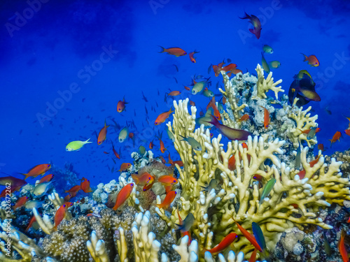 Fototapeta Naklejka Na Ścianę i Meble -  colorful fishes over amazing corals in deep blue seawater