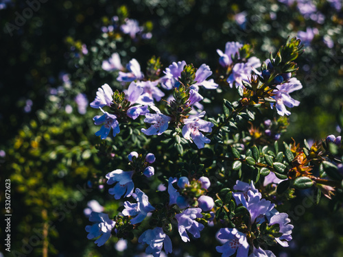 Wallpaper Mural flowers in the garden Torontodigital.ca
