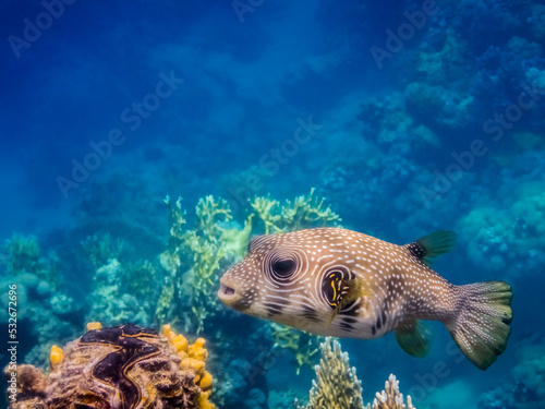 white spotted puffer fish over colorful corals side view