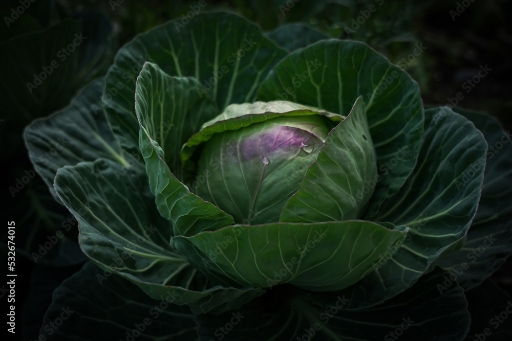 Obraz premium cabbage growing in the garden