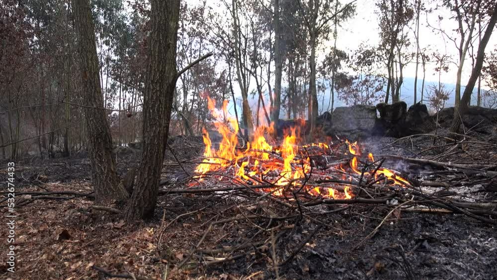 Wild fire in forest. Large flames from forest fire. Summer forest fires. Smoke of a forest fire obscures the sun. Natural disasters. Wild fire in forest. Large flames from forest fire. Summer forest fires. Smoke of a forest fire obscures the sun. Natural disasters.