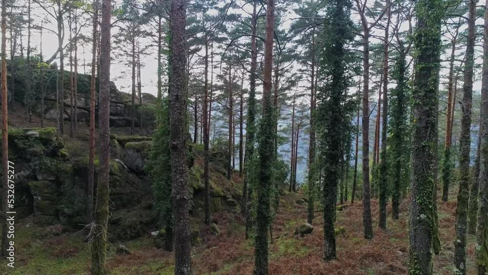 trees in the forest trees in the forest