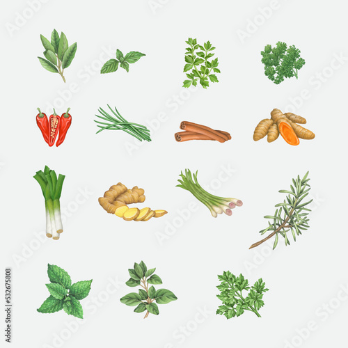Watercolor collection of culinary herbs isolated on white background. Parsley, thyme, dill, basil, rosemary, sage, mint, cilantro, chili peppers. 