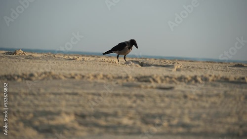 Birds are looking for food to eat on the sandy beach