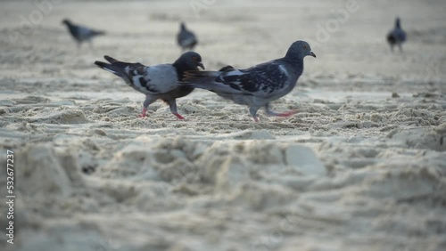 Pigeons are looking for food to eat on the sandy beach