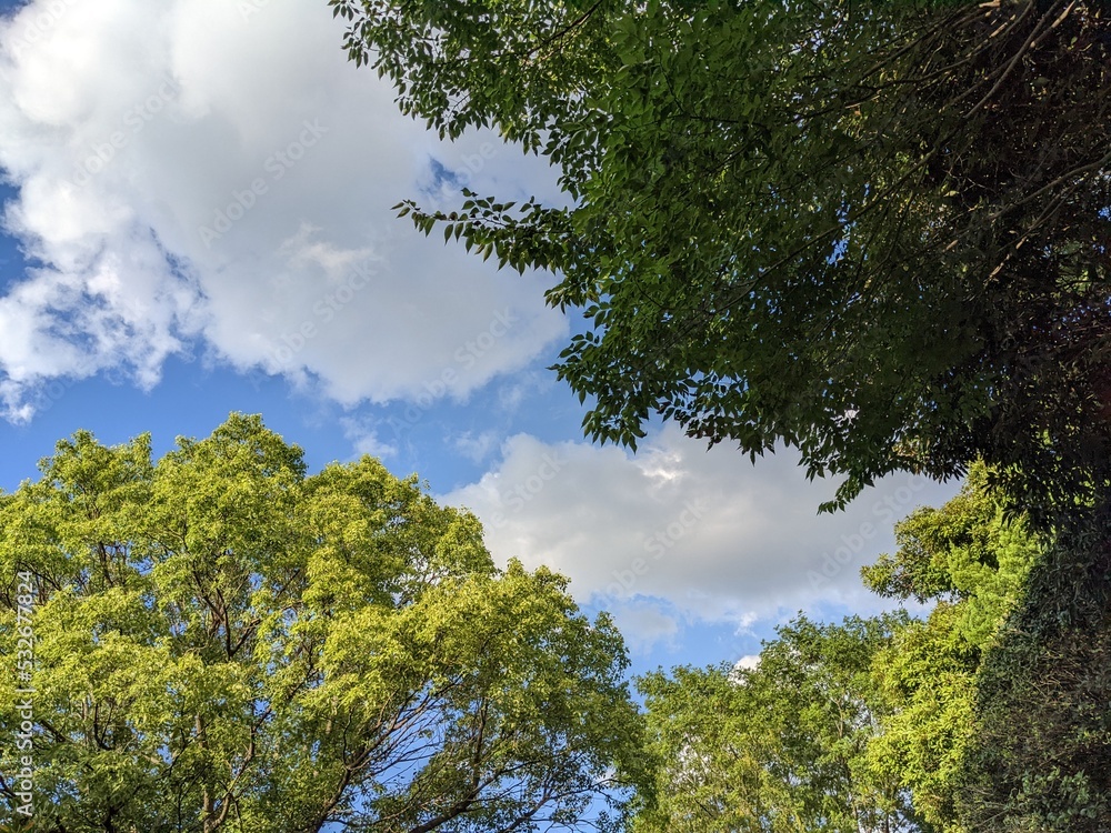 Fototapeta premium trees against sky