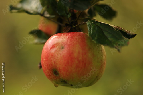 Jabłko na drzewie w porannej rosie