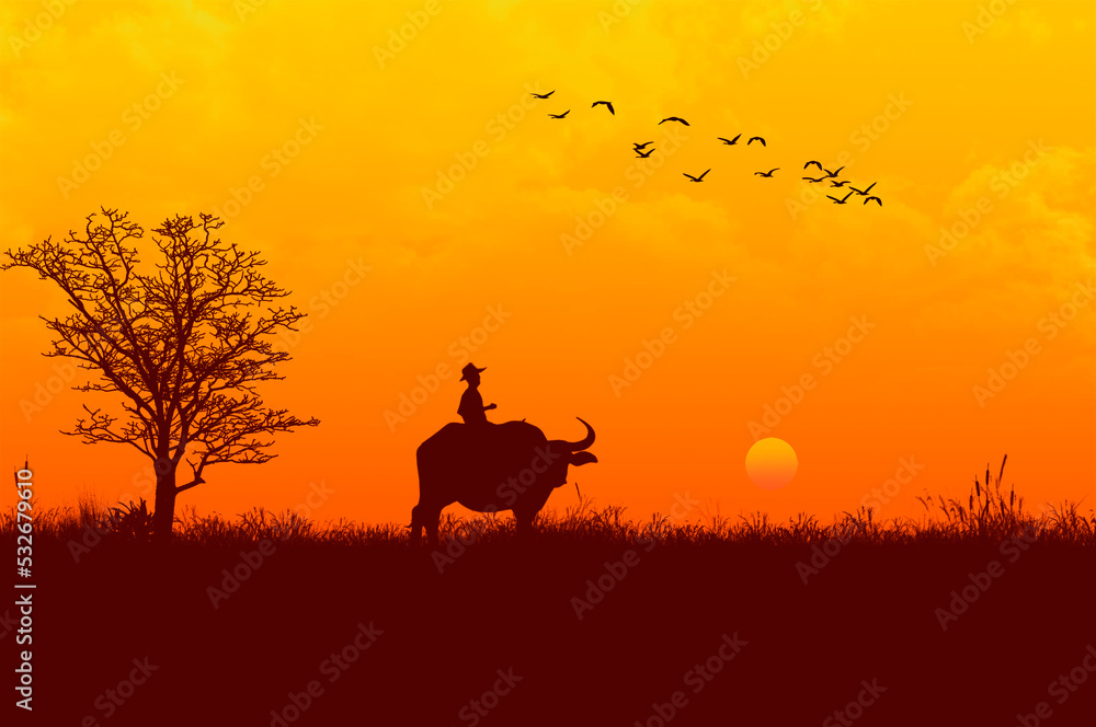 Man on a buffalo in grass filed in the evening