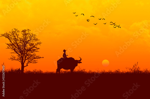 Man on a buffalo in grass filed in the evening