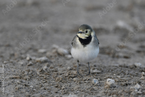 young White wagtail // junge Bachstelze (Motacilla alba)
