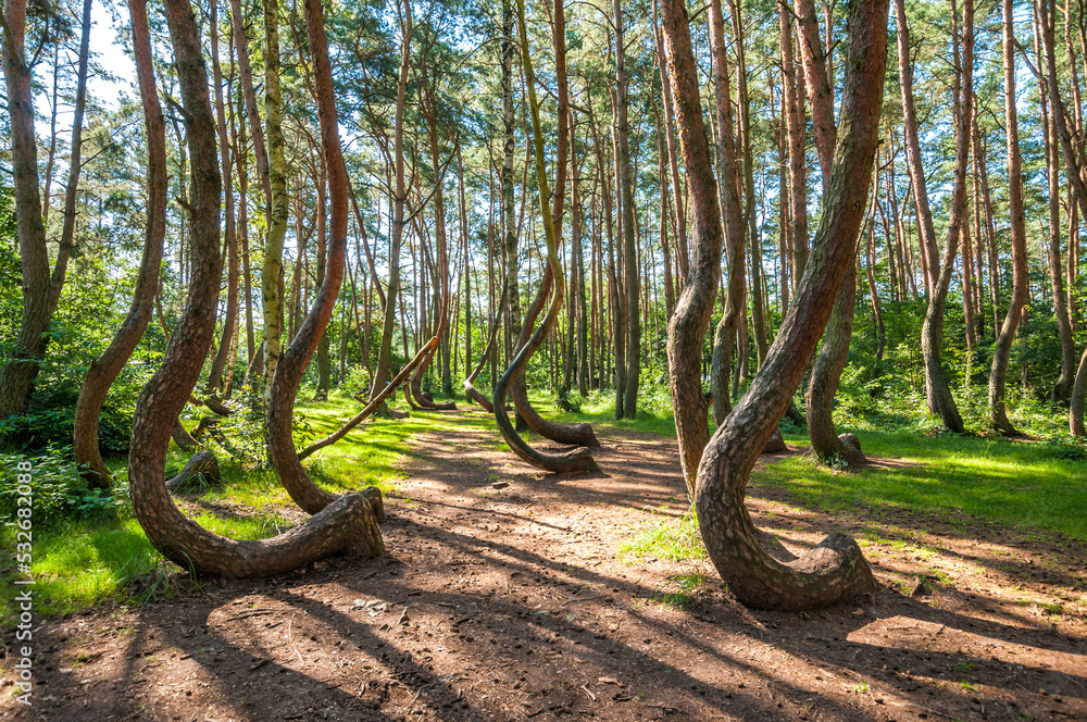 The Crooked Forest, Nowe Czarnowo, West Pomeranian Voivodeship, Poland