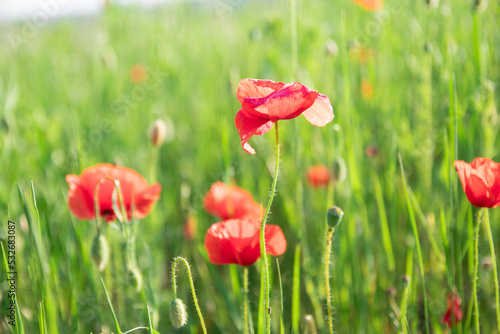 Open bud of red poppy flower in the field. Wild flower meadow with flowers poppies and cornflowers against in summer. wonderful sunny afternoon weather of mountainous countryside. blurred background