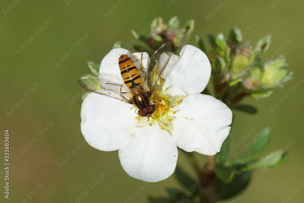 Closeup male Marmalade Fly (Episyrphus balteatus) on white flower of shrubby cinquefoil (Potentilla fruticosa 'Abbotswood'), family Rosaceae. Dutch garden. Summer, September Closeup male Marmalade Fly (Episyrphus balteatus) on white flower of shrubby cinquefoil (Potentilla fruticosa 'Abbotswood'), family Rosaceae. Dutch garden. Summer, September