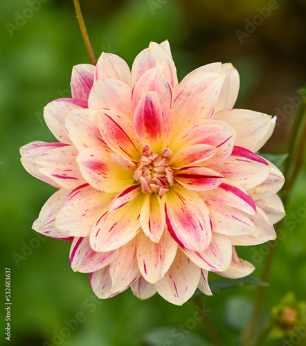 Beautiful close-up of a decorative dahlia