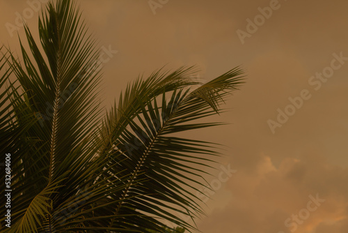 Green palm leafs at the beautiful orange sunset
