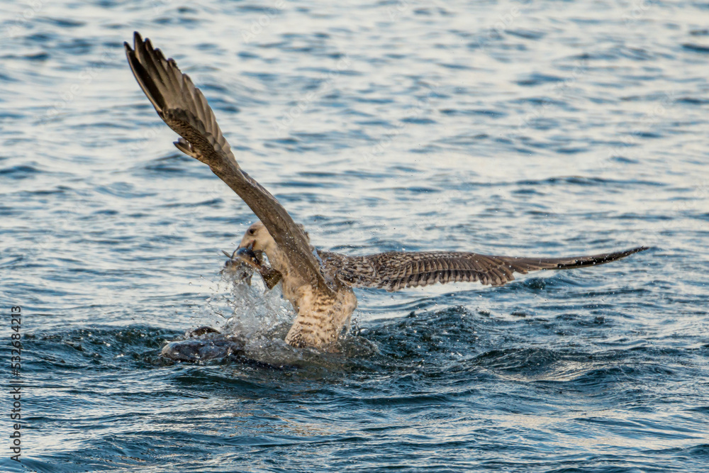 Fototapeta premium Sea gulls fight for food