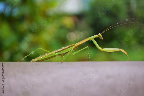 Wallpaper Mural カマキリと水滴 Torontodigital.ca