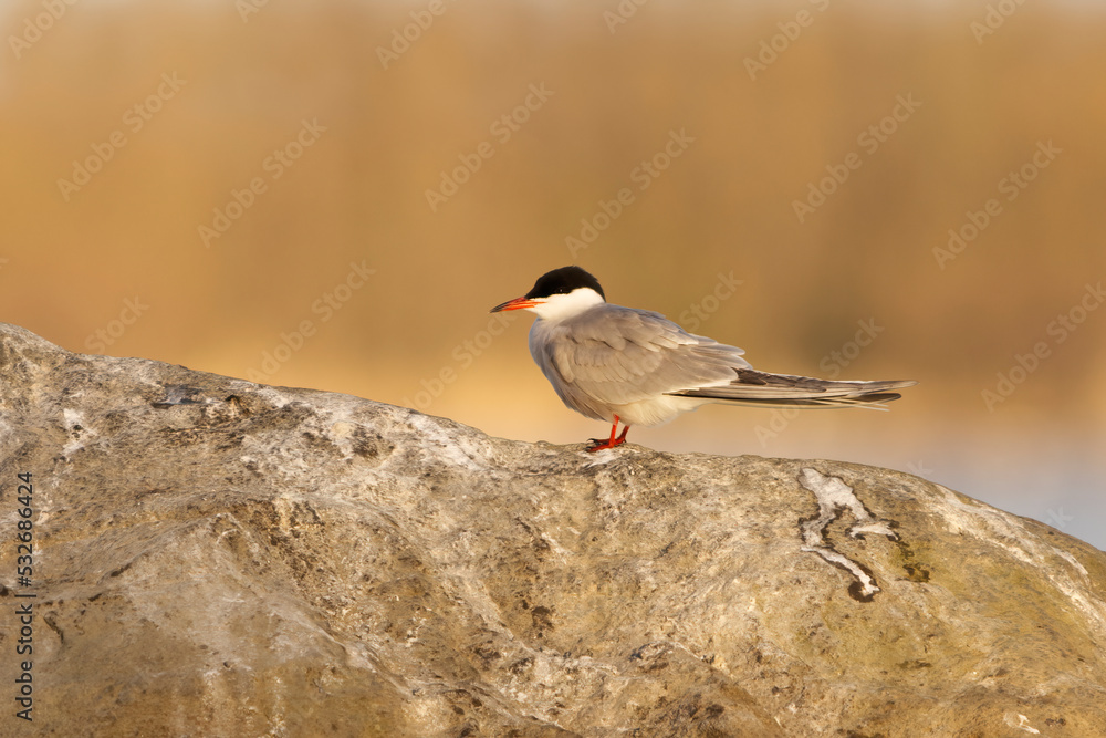 common tern (Sterna hirundo) sitting on a rock at sunrise. common tern (Sterna hirundo) sitting on a rock at sunrise.