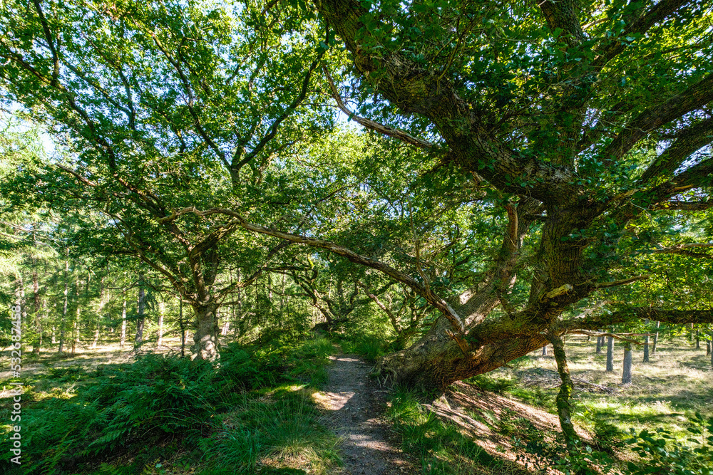 Sterrenbos, Dalfsen, Overijssel province, The Netherlands Sterrenbos, Dalfsen, Overijssel province, The Netherlands