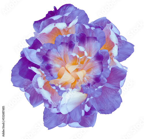 Fototapeta Naklejka Na Ścianę i Meble -  Purple tulip.  Flower isolated  on background with clipping path.  For design.  Closeup.   Transparent background.   Nature.