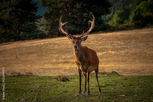Portrait of beautiful red deer stag in Autumn Fall , Lozere France .