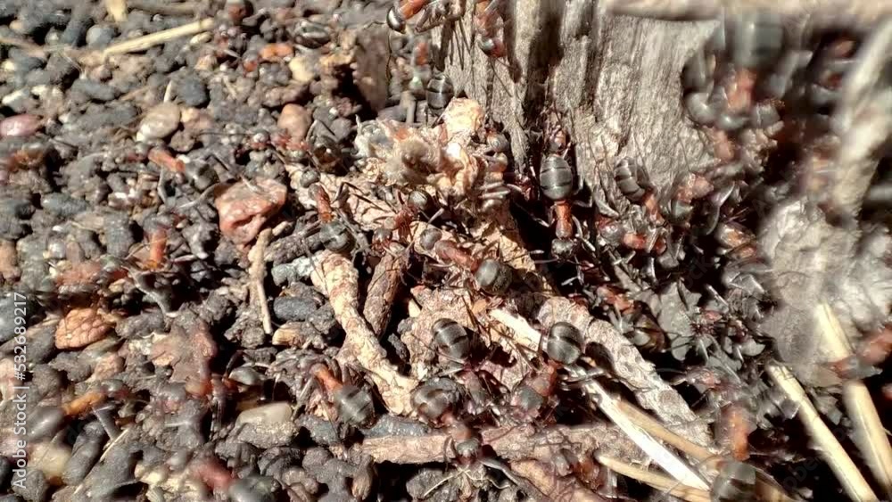 Macro video of working ants in anthill. Detail of ants nest. Colony of ants. Macro video of working ants in anthill. Detail of ants nest. Colony of ants.