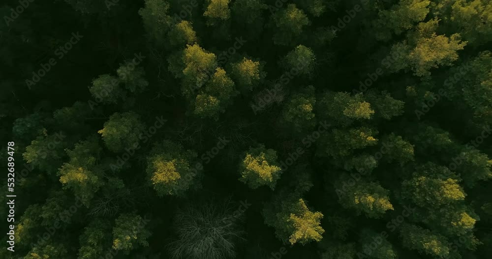Aerial forest shot. Nature parkland. Top view flyover above trees Aerial forest shot. Nature parkland. Top view flyover above trees