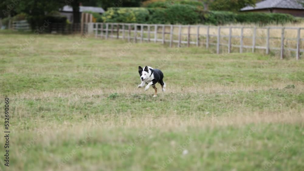 Border collie dog running towards camera in field 4 Border collie dog running towards camera in field 4