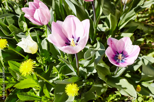 Beautiful tulip flowers blooming in a garden. Beauty tulip plant in the spring garden in rays of sunlight in nature. Blur background with bokeh image  selective focus