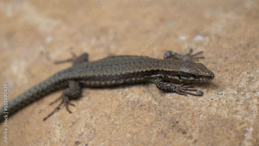 lizard basking in the sun on a stone lizard basking in the sun on a stone