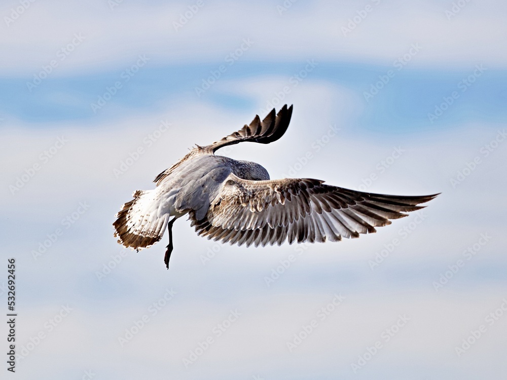 Fototapeta premium Nahaufnahme Möwe im Flug