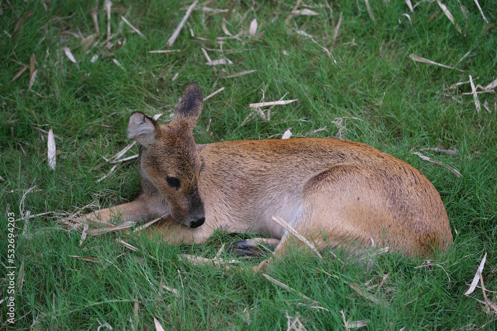 close up one Chinese water deer (Hydropotes inermis) lying on grass close up one Chinese water deer (Hydropotes inermis) lying on grass