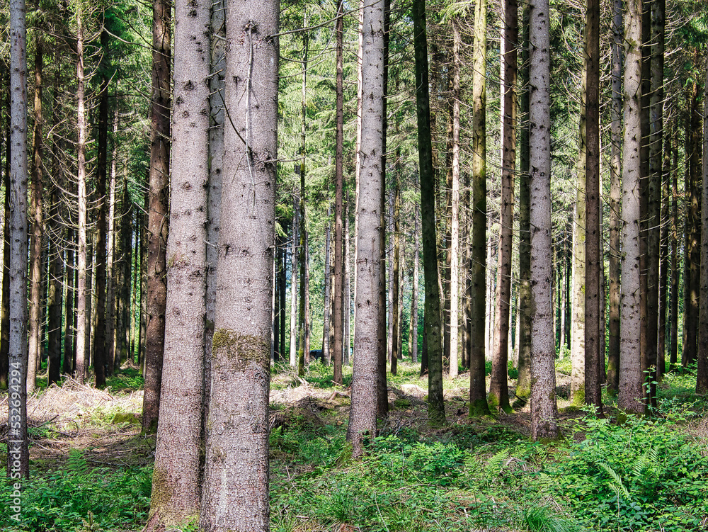 Tree trunks of spruce in the forest, partial view, lower part, at ground level Tree trunks of spruce in the forest, partial view, lower part, at ground level
