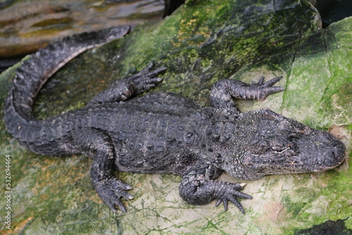 close up one Chinese Alligator (Alligator sinensis) on rock 
