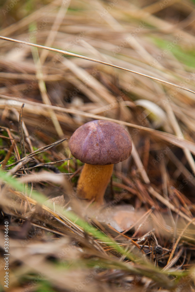 Imleria Badia or Boletus Badius commonly known as the Bay Bolete growing on the forest floor at autumn season... Imleria Badia or Boletus Badius commonly known as the Bay Bolete growing on the forest floor at autumn season...