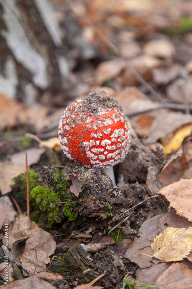 Amanita Muscaria, commonly known as the Fly Fgaric or fly amanita. Amanita Muscaria, commonly known as the Fly Fgaric or fly amanita.