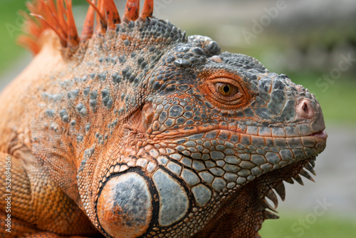 Close-up head of colorful iguana