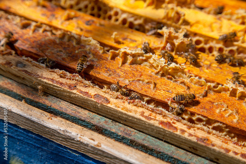 Open hive showing the bees swarming on a honeycomb.. © kostik2photo