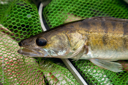Fototapeta Naklejka Na Ścianę i Meble -  Freshwater zander on keepnet with fishery catch in it..