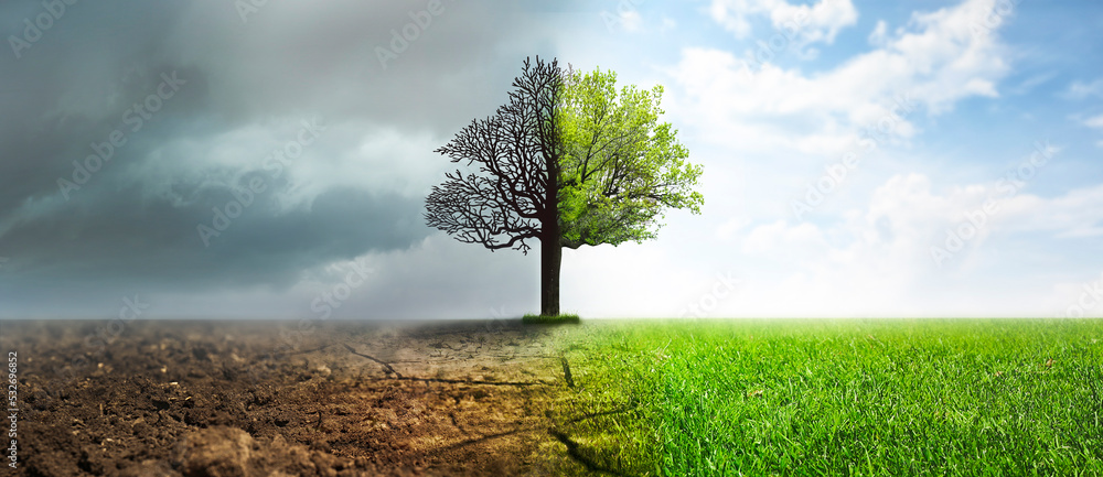 Concept of climate changing. Half dead and alive tree outdoors, banner design - obrazy, fototapety, plakaty 