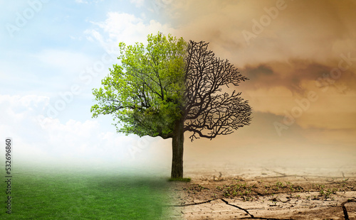 Concept of climate changing. Half dead and alive tree outdoors
