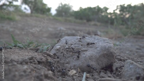 Wallpaper Mural Ants on a Rock by probe lens Torontodigital.ca