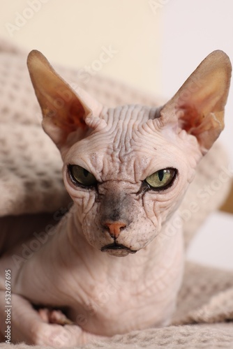 Beautiful Sphynx cat wrapped in soft blanket at home, closeup. Lovely pet © New Africa