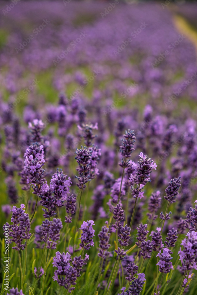 Obraz premium Close shot of Lavender field in London