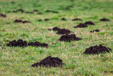 Molehills in the garden - useful or harmful animal